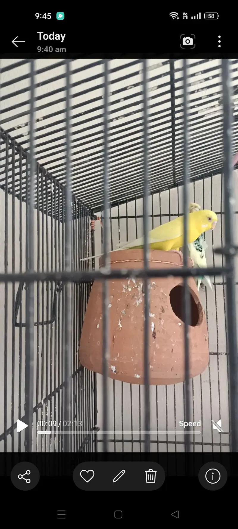 Hogoromo budgie male — photo 11