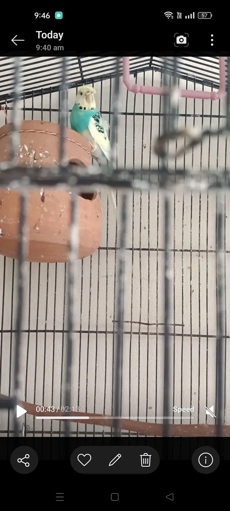Hogoromo budgie male — photo 12
