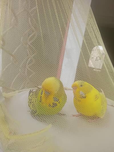 Exhibition pair sale