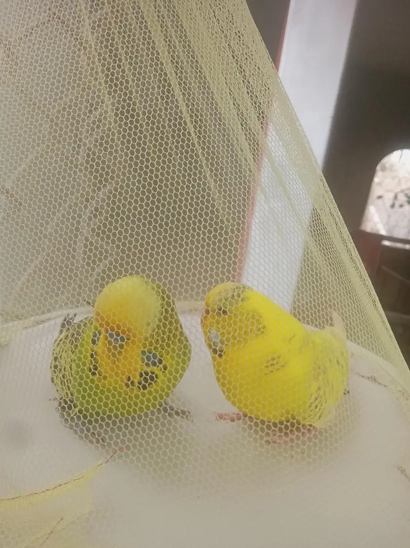 Exhibition pair sale — photo 2