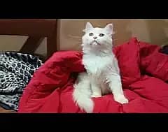 persian kitten/cat/female/triple coat