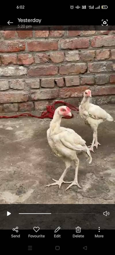 paper white Aseel