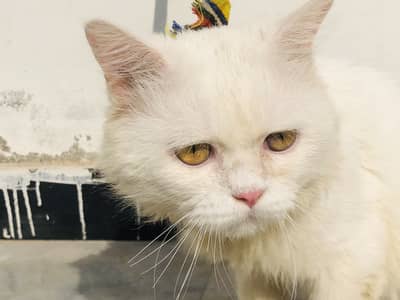 White persian male cat