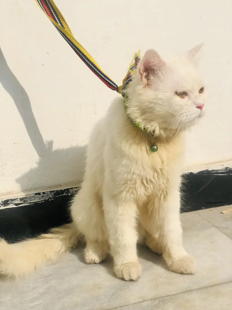 White persian male cat — photo 2
