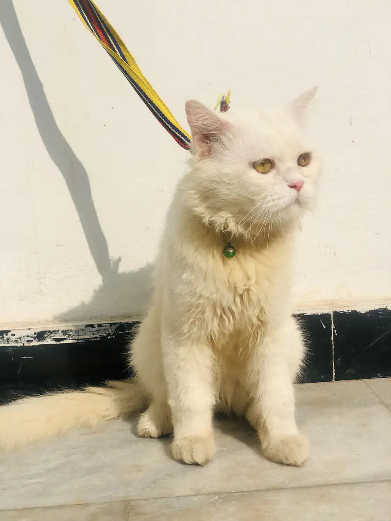 White persian male cat — photo 3
