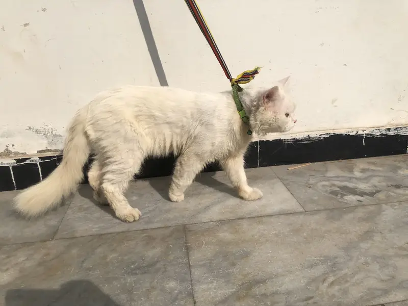White persian male cat — photo 4
