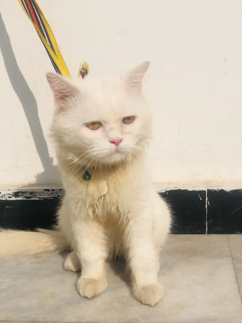 White persian male cat — photo 5