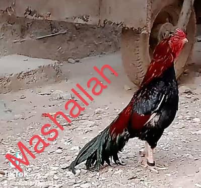 pure mainwali breed zero size phatta for sale father pic attached