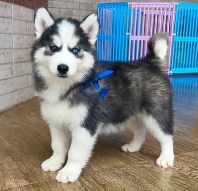 Siberian husky puppy blue eyes pure husky