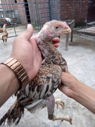 Parrot beak chick for sale