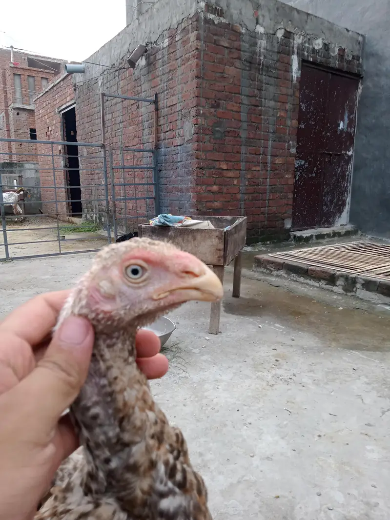 Parrot beak chick for sale — photo 2