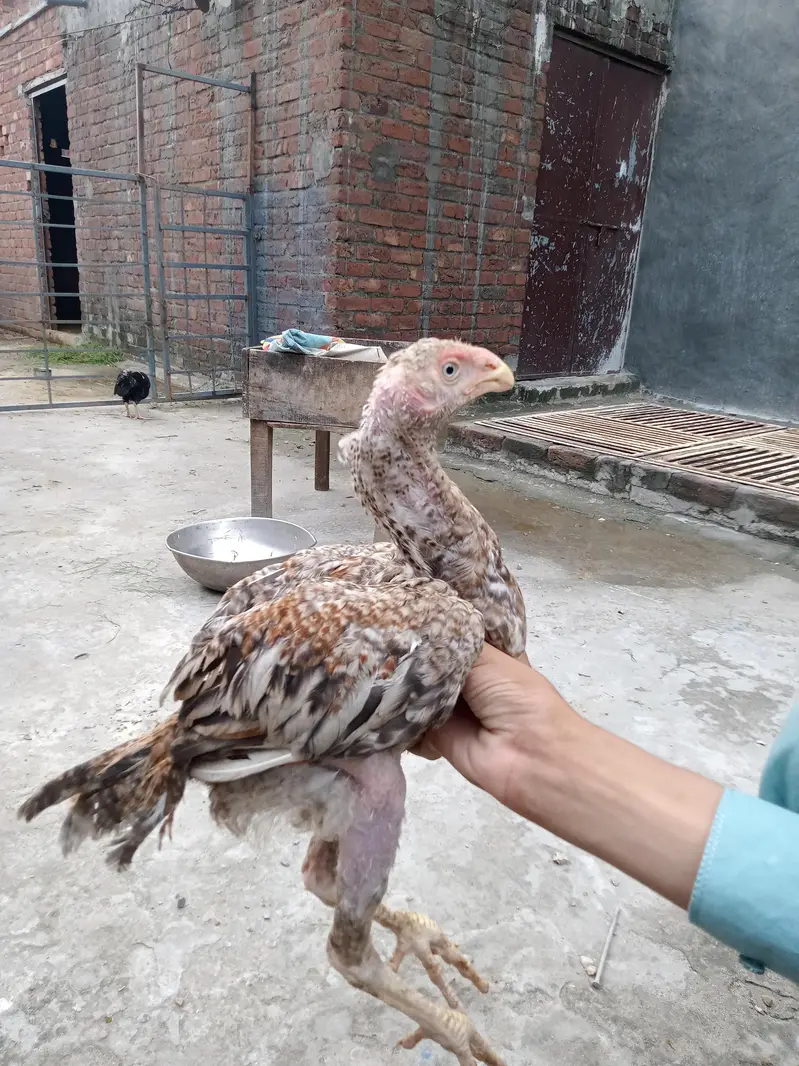 Parrot beak chick for sale — photo 3
