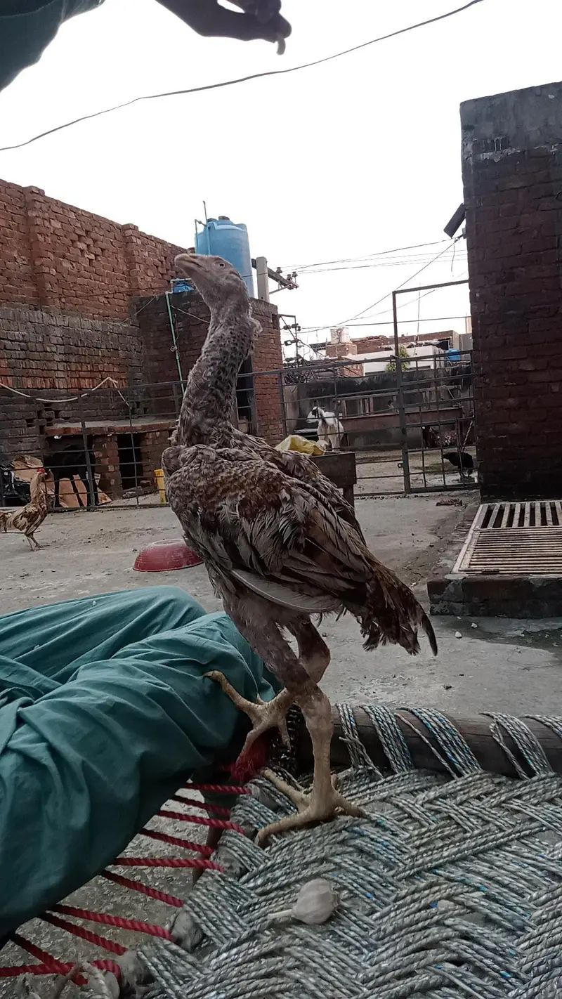 Parrot beak chick for sale — photo 4