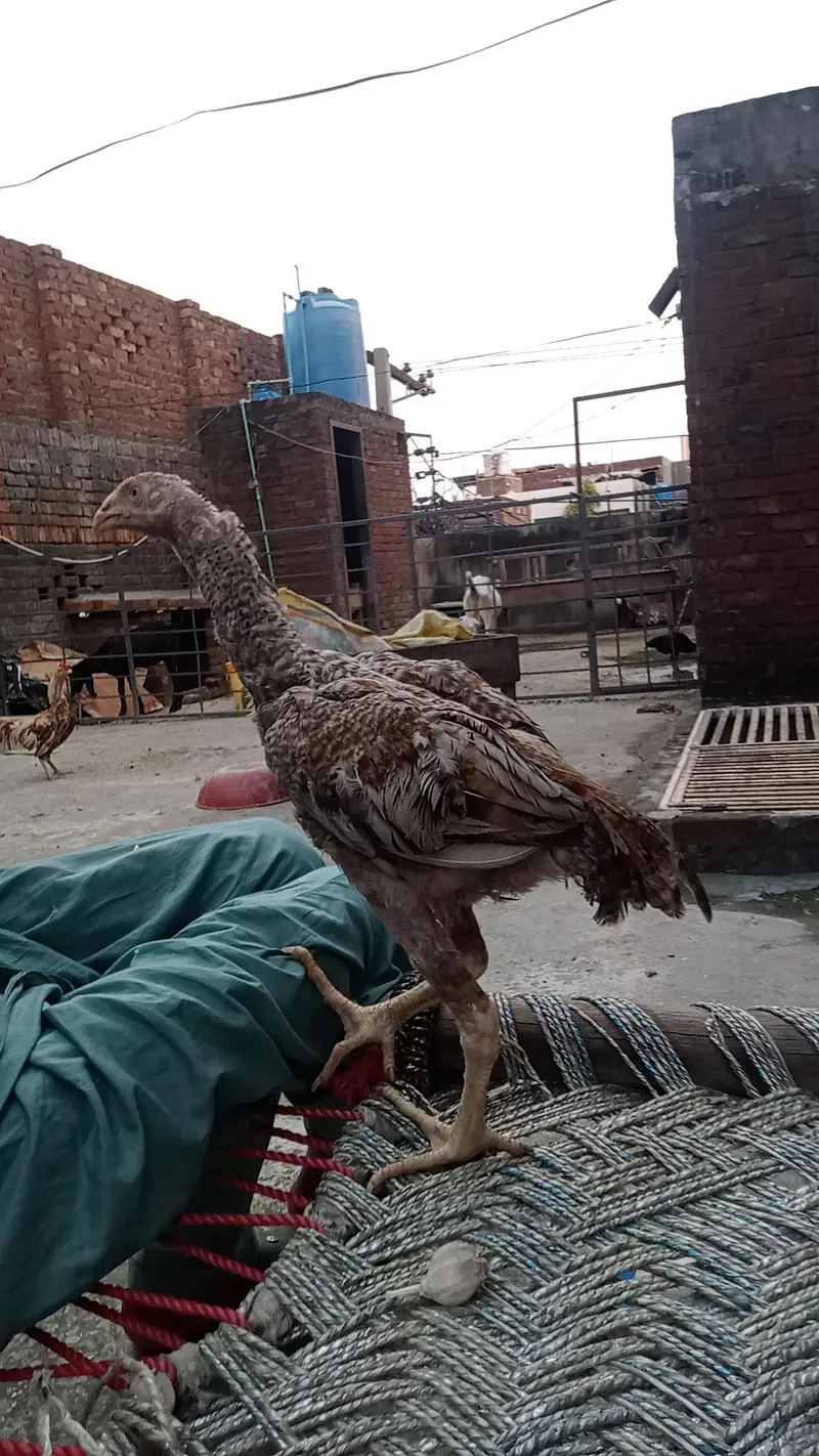 Parrot beak chick for sale — photo 11