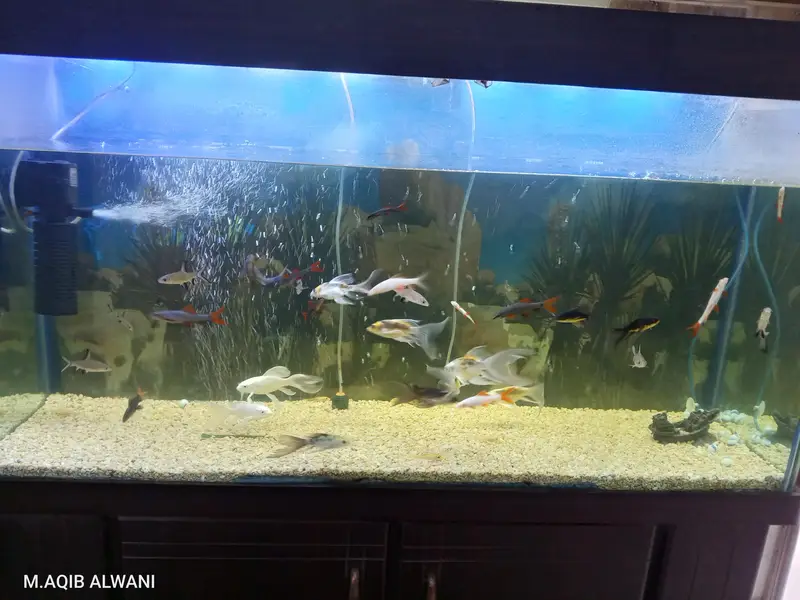 four fit aquarium for sale — photo 3
