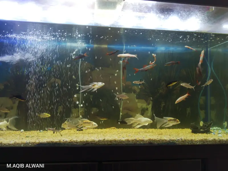 four fit aquarium for sale — photo 5