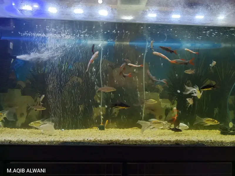 four fit aquarium for sale — photo 6