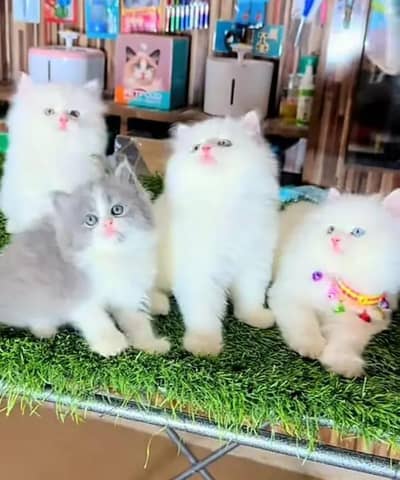Persian cat for sale male or femaleWhatsApp number32/48/3/16/6/76