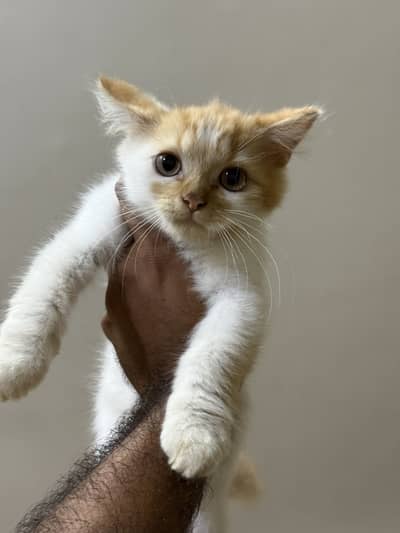 Kitten home breed white and brown color for sale