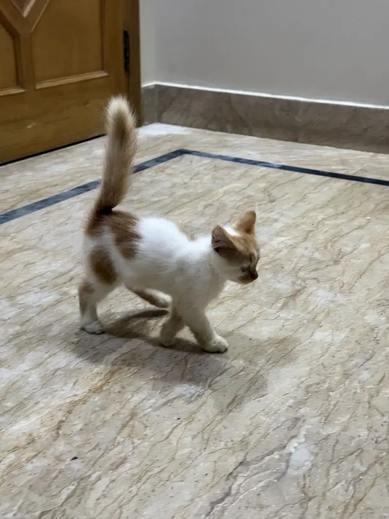 Kitten home breed white and brown color for sale — photo 2
