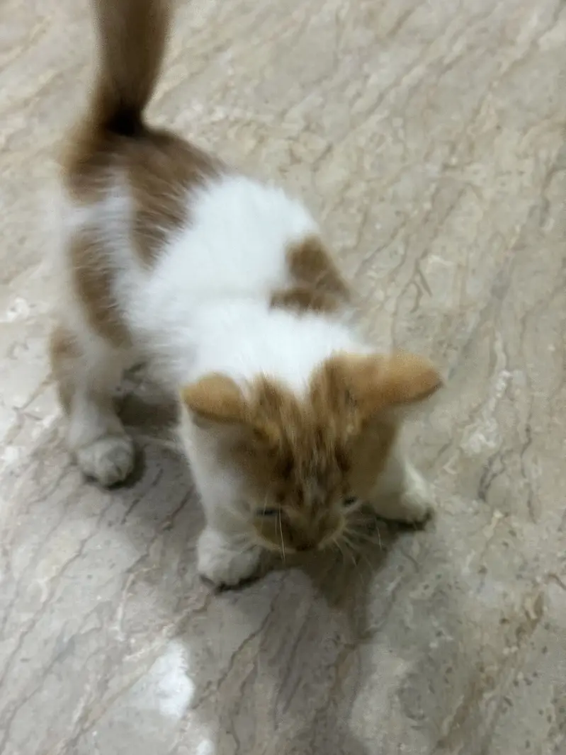 Kitten home breed white and brown color for sale — photo 4