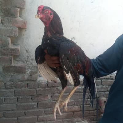 pure aseel morgha for sale -Healthy big size. islamabad