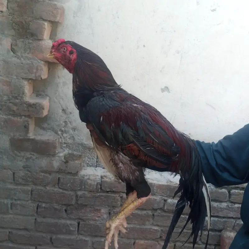 pure aseel morgha for sale -Healthy big size. islamabad — photo 2