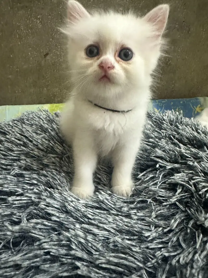 beautiful kittens — photo 2