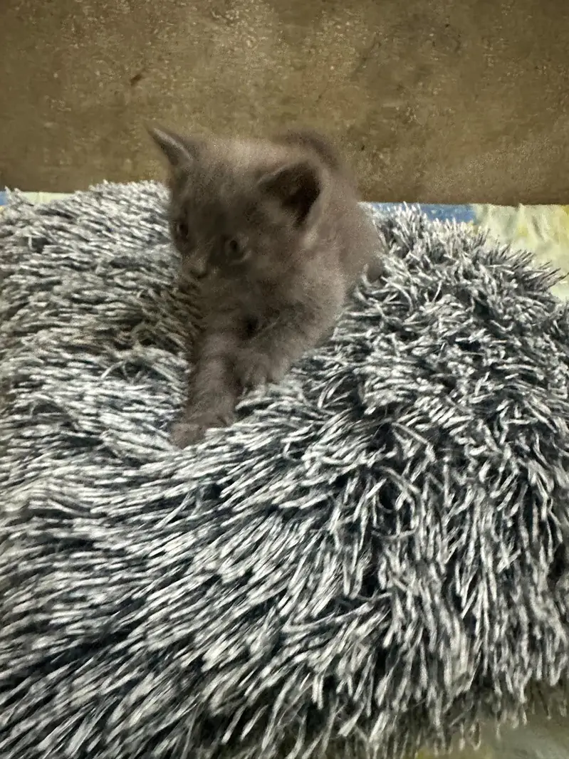 beautiful kittens — photo 3