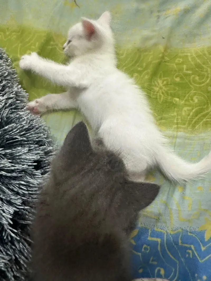 beautiful kittens — photo 4