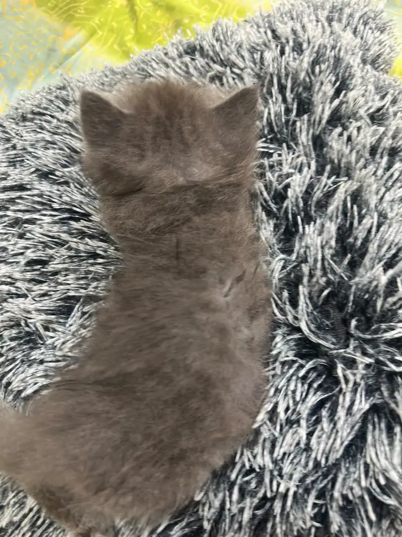 beautiful kittens — photo 5
