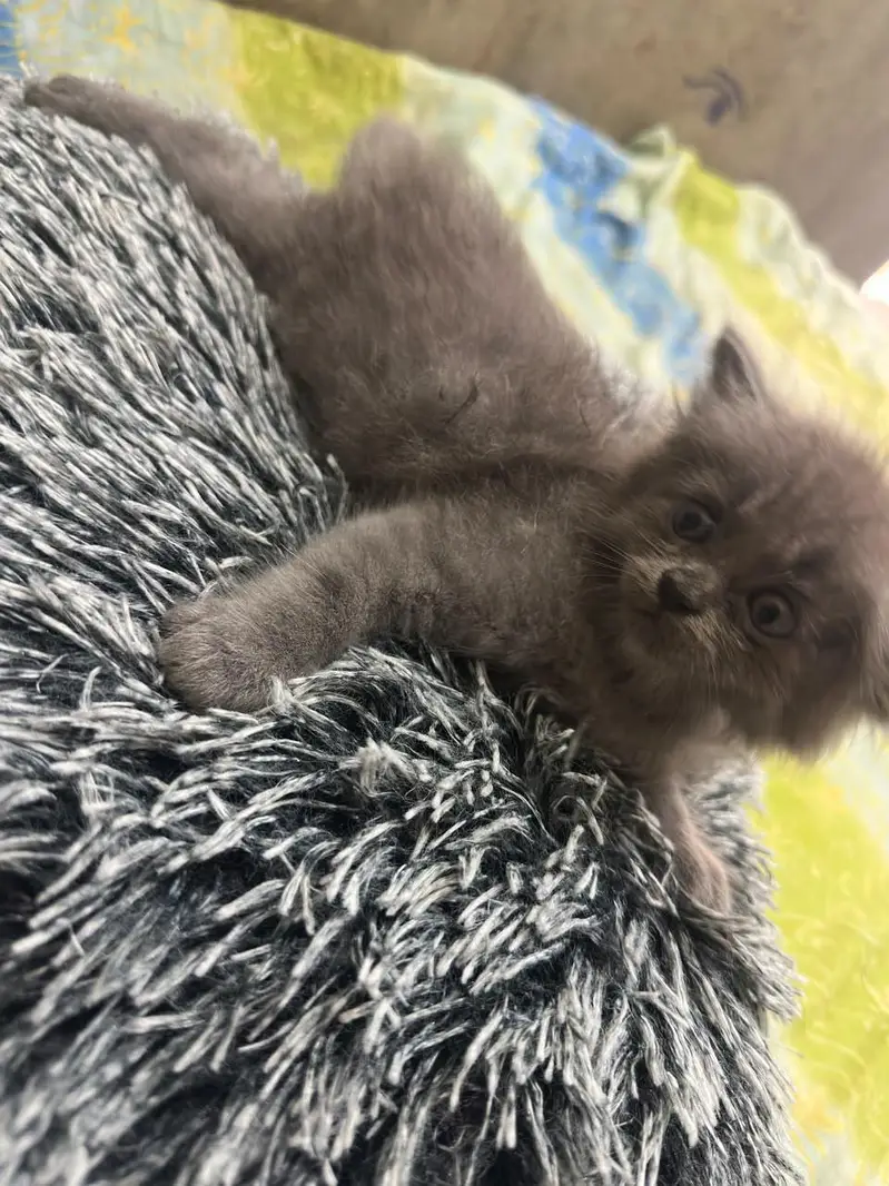 beautiful kittens — photo 6