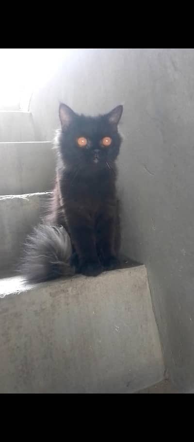 x punch cat