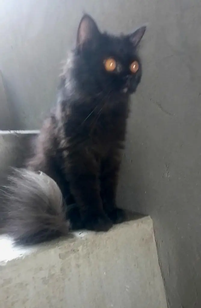 x punch cat — photo 2