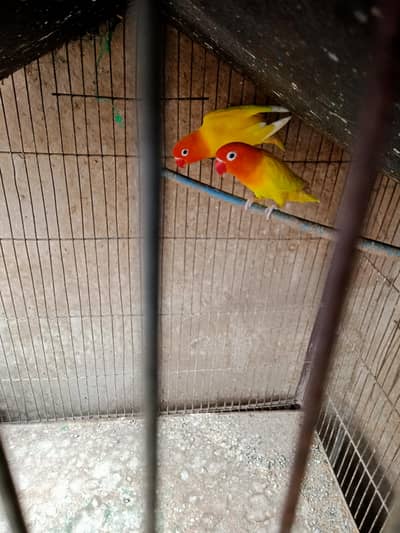 beauty full lovebirds pais for sale