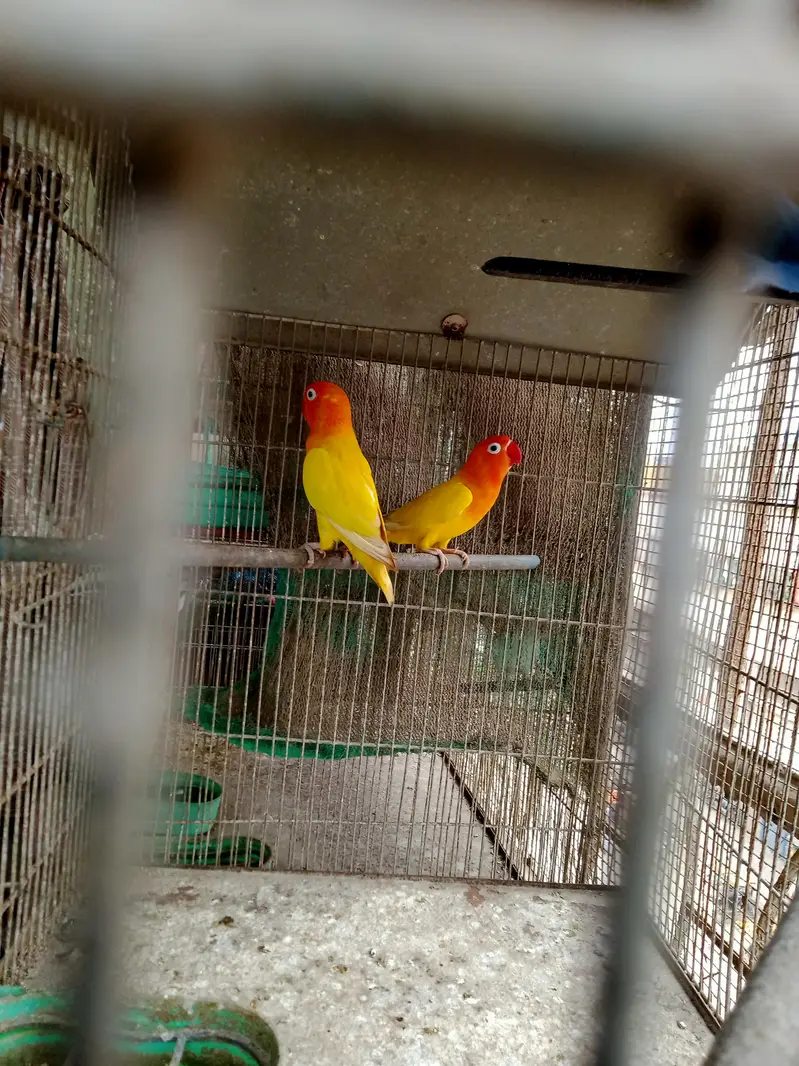 beauty full lovebirds pais for sale — photo 2