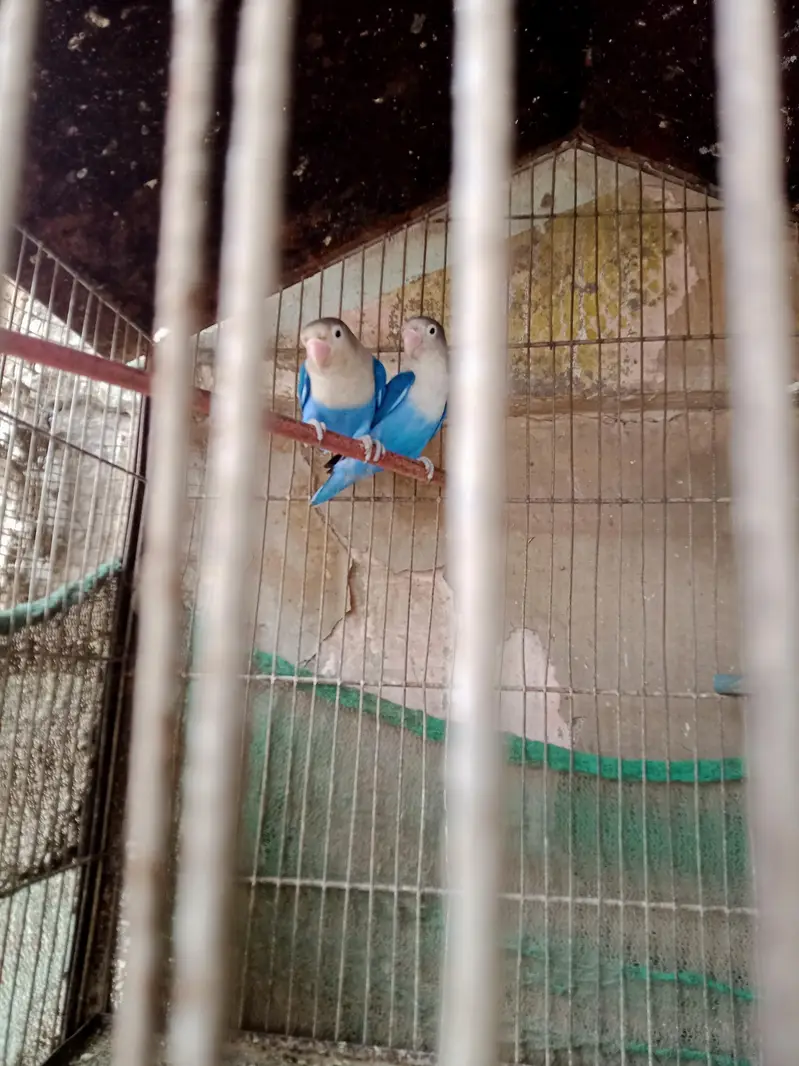 beauty full lovebirds pais for sale — photo 3