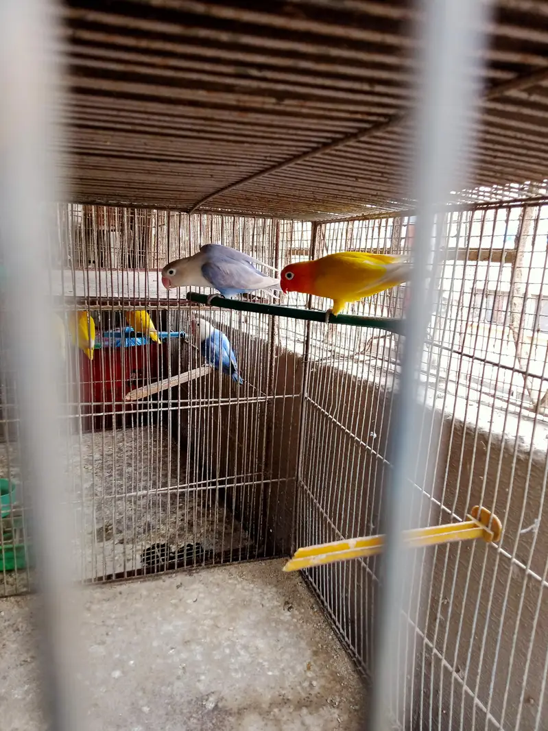 beauty full lovebirds pais for sale — photo 4
