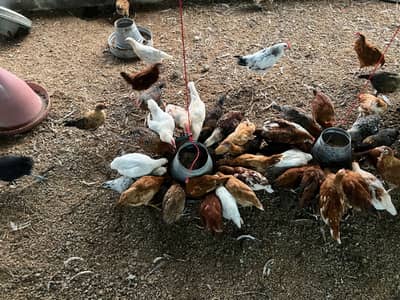 Golden Misri Chicks 50 Days | Healthy & Vaccinated | Bulk Available