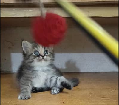 persian female/male kitten/cat triple coat/punch/semipunch