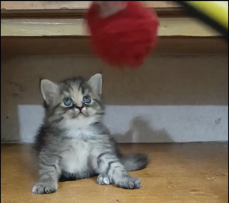persian female/male kitten/cat triple coat/punch/semipunch — photo 2