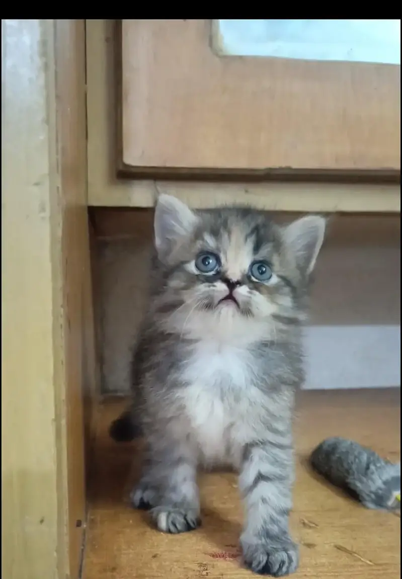 persian female/male kitten/cat triple coat/punch/semipunch — photo 3