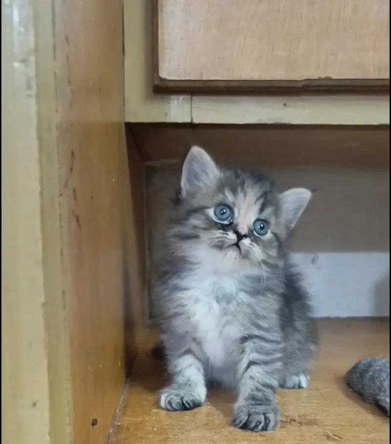 persian female/male kitten/cat triple coat/punch/semipunch — photo 4