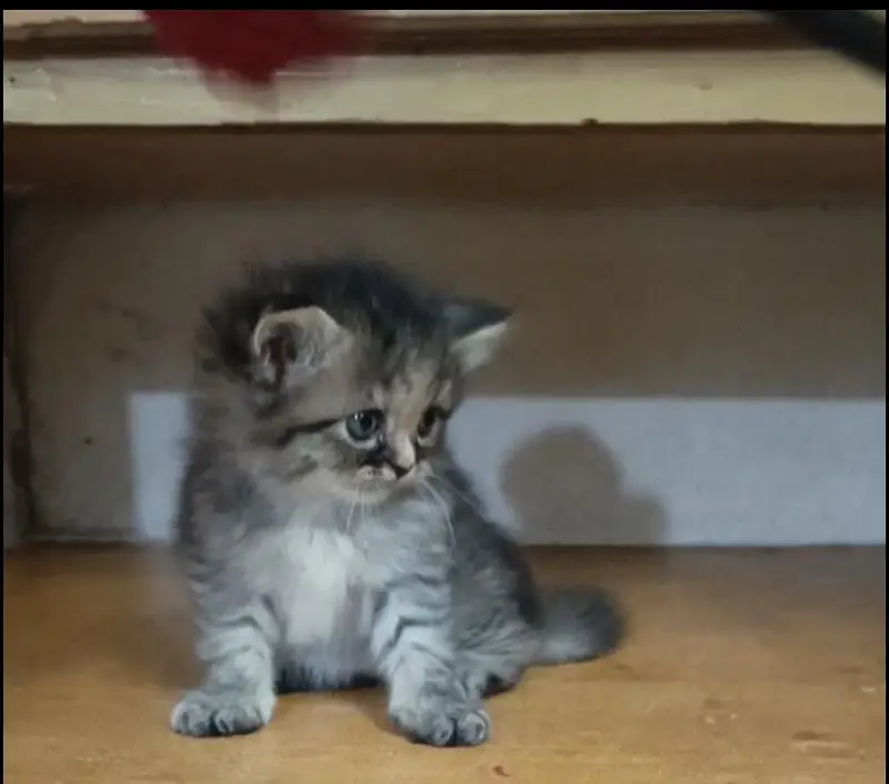 persian female/male kitten/cat triple coat/punch/semipunch — photo 5