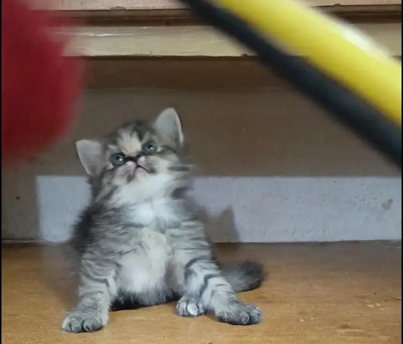persian female/male kitten/cat triple coat/punch/semipunch — photo 6