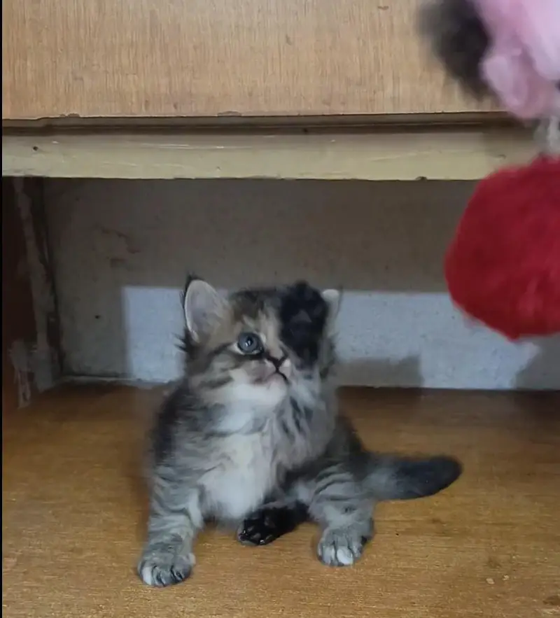 persian female/male kitten/cat triple coat/punch/semipunch — photo 7