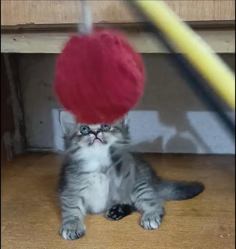 persian female/male kitten/cat triple coat/punch/semipunch — photo 8
