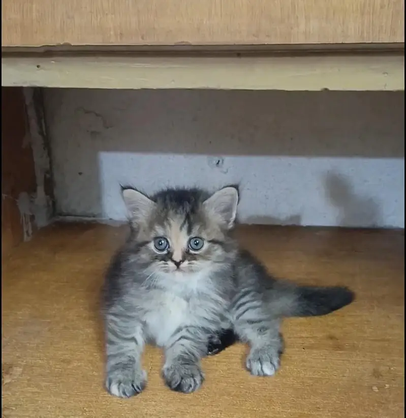 persian female/male kitten/cat triple coat/punch/semipunch — photo 9