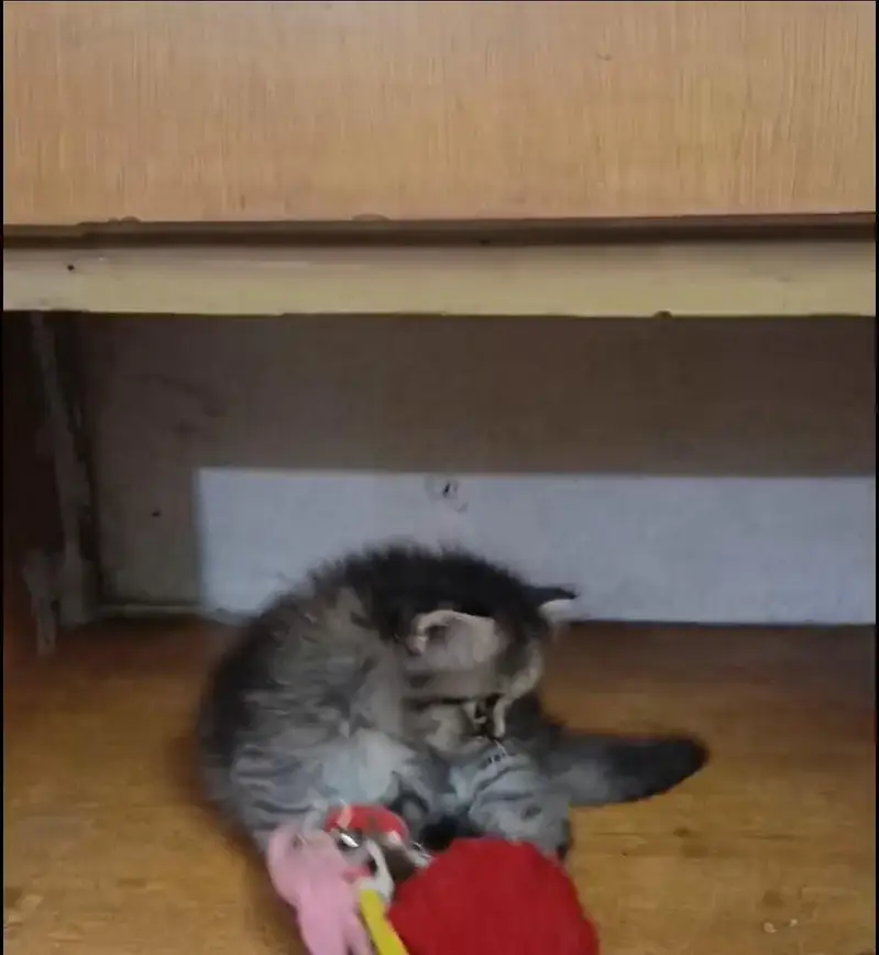 persian female/male kitten/cat triple coat/punch/semipunch — photo 10