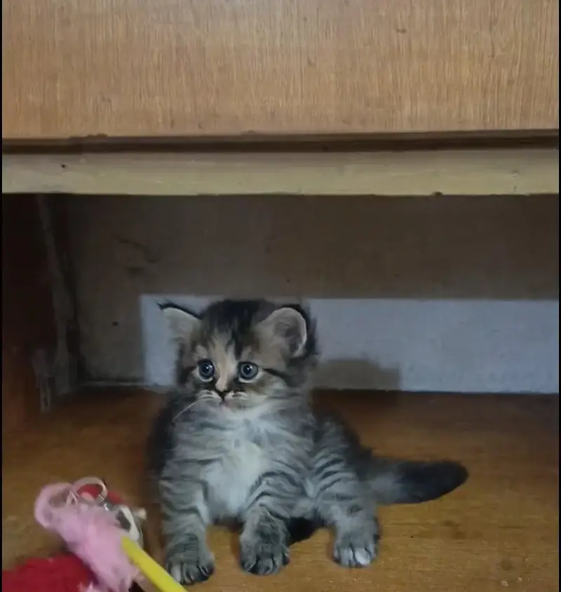 persian female/male kitten/cat triple coat/punch/semipunch — photo 11